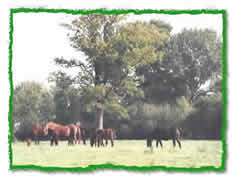 Trakehner auf der Weide